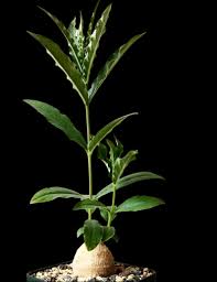 Image result for Stathmostelma