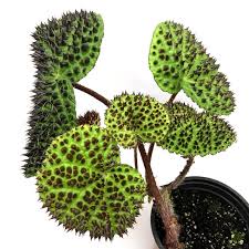 Image result for Begonia poculifera