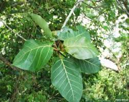 Image result for Ficus trichopoda
