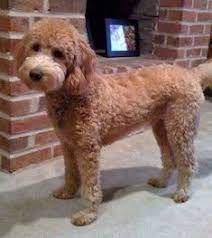 The fade haircut has actually usually been satisfied guys with short hair, but recently, men have actually been combining a high discolor with tool or lengthy hair on the top. 13 Goldendoodle Haircuts Ideas Goldendoodle Haircuts Goldendoodle Goldendoodle Grooming