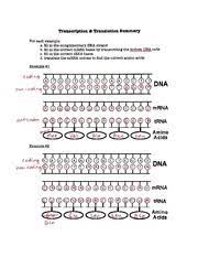 List the similarities and differences between dna molecules and nucleotides and rna molecules and nucleotides. Practice 1 Key Transcription 8 Translation Summary For Each Example A Ll In The Complimentary Dna Strand B Ll In The Correct Mrna Bases By Course Hero