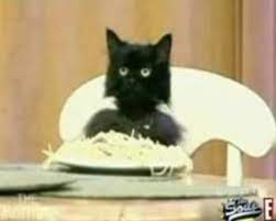 Recruter un professionnel de la vidéo. Spaghetti Cat Know Your Meme