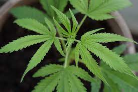 Kostenlose lieferung für viele artikel! Das Marihuana Blatt Alles Was Sie Wissen Mussen