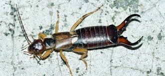 890 x 845 jpeg 31 кб. Are Earwigs Dangerous