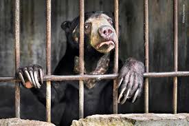 93 Of The Best Wildlife Photos Of 2018 Warning Some Images May Be Too Brutal