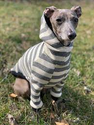 Pin By Ann See On Iggy Stuff Italian Greyhound Greyhound Dinosaur Stuffed Animal