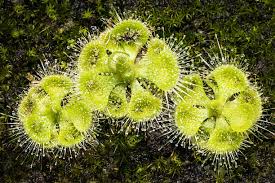 Image result for Droseraceae