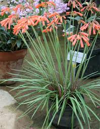 Image result for Cyrtanthus mackenii