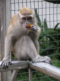 Bird That Sounds Like A Monkey Wild Monkey Kl Bird Park Aggressive Animals Bird Primates