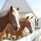 Draft Horse Wagon Rides