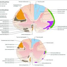 The petitioner has also published several research books such as ayodhya's ram temple in courts, election on the roads and rape laws and. Atlas Representing The Location Of White Matter Tracts In The Human Download Scientific Diagram
