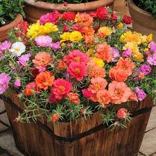 Image result for Portulaca centrali-africana