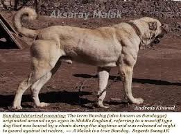 Aksaray Malaklisi Dog Google Search Unique Dog Breeds Dog Breeds Pictures Kangal Dog