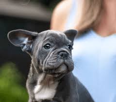 Usually known as the most difficult or most challenging part of adopting a pet, the adoption process is actually pretty easy once you get to know what to expect. Spokane Humane Society