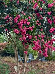 Image result for Lagerstroemia indica