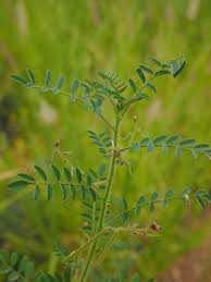 Image result for Indigofera colutea