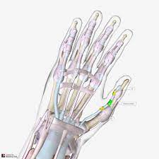 A flexor tendon laceration is a deep cut on the palm side of the fingers, hand, wrist, or forearm that can injure the flexor tendon. The Flexor Pulley System Of The Hand Annular Cruciate Oblique Teachmeanatomy