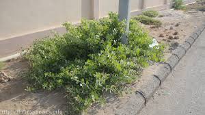 Image result for Capparis cartilaginea