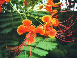 Image result for Caesalpinia