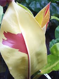 Xxl Philodendron Red Moon Plant In 8 Pot Moon Plant Tropical House Plants Plants