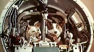 Sputnik 2, or prosteyshiy sputnik 2 was the second spacecraft launched into earth orbit, on 3 november 1957, and the first to carry a living animal, a soviet space dog named laika. Korabl Sputnik 2 The First Animals Recovered From Orbit Drew Ex Machina