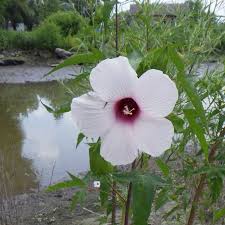 Image result for Hibiscus mechowii