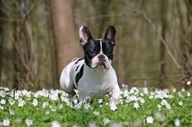 Nur in fünf prozent liegt der wurftag nach dem 65.tag. Wann Kommt Eine Franzosische Bulldogge In Die Pubertat Franzoesischebulldogge De