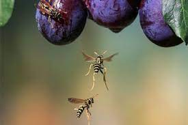 Here's a look at just a few of our specialties. Pest Control Chandler Anteater Exterminating Inc