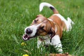 Why Does My Dog Eat Grass? - North Town Veterinary Hospital