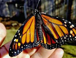 Most bees, whether they live alone or in great it has been cold and it's warm today but with a wind. I Fixed A Butterfly S Broken Wing To Remember My Mother Bbc News