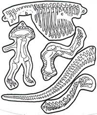See more ideas about dinosaur bones, dinosaur, rocks and minerals. Dinosaur Pasta Skeletons Prekinders