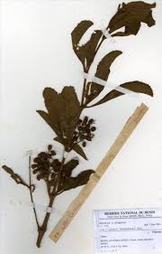 Image result for Cyphostemma crotalarioides