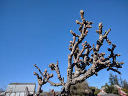 Apples can be thinned chemically, by hand, or by a combination of both. Fruit Tree Pruning Basics The Garden Professors