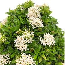 Image result for Ixora fastigiata