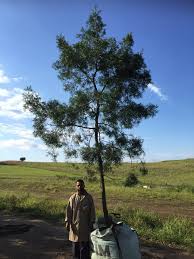 Image result for Afrocarpus falcatus