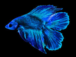 The double tail betta is also known as dt or dtm (doubletail male), and dtf (doubletail female). Blue Double Tail Betta Male Aquasnack