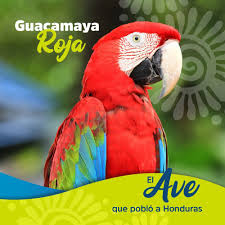We did not find results for: Es El Ave Nacional De 30 Maravillas De Honduras Facebook