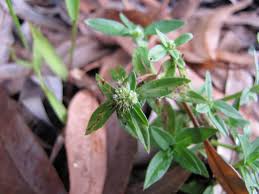 Image result for Spermacoce mauritiana