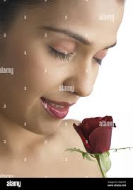 Flowering rose plants hi-res stock photography and images