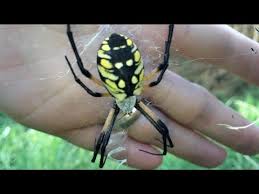 The most commonly found spiders in texas houses are the following Feeding A Huge Spider The Yellow And Black Garden Spider Spidey Fridey Pt 1 Youtube