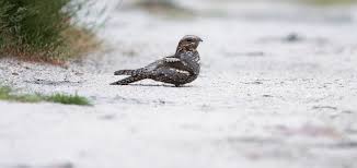 Daneben war auch noch der flugruf und das flügelklatschen zu hören. Vogelportrat Ziegenmelker Nabu