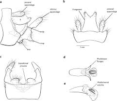 Image result for Stomatanthes sp.no.1