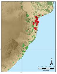 Image result for Sericanthe suffruticosa