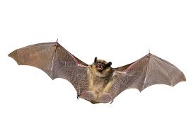Wakefield road, ossett, west yorkshire, wf5 9aj, uk registered no. Bat Removal Berlin Conway New Hampshire Presidential Pest Control Llc