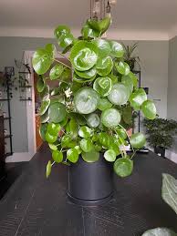 Image result for Pilea