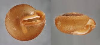 Image result for Stenostelma