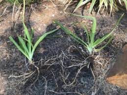 There are large and dwarf varieties of. Divide Agapanthus Now For Spring Blooms By Yvonne Schneider