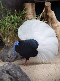 White Birds That Look Like Turkeys Turkey Black White Beautiful Birds Birds Amazing Nature Photos