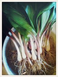 When you want to fry, steam, boil, sear and. What Are Ramps Anyway And Why Do Food Lovers Freak Out Over Them Huffpost Life