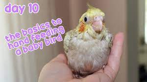 Maybe you would like to learn more about one of these? A Day In The Life Of A Baby Cockatiel The Basic To Hand Feeding A Baby Bird Weaning Day 10 Youtube